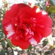 Augusta Wilson
